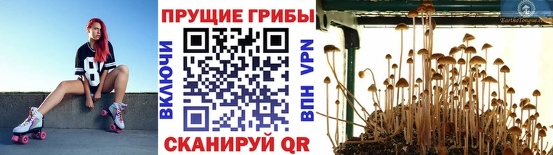 магазин продажи наркотиков  Заозёрный  Галлюциногенные грибы Psilocybine cubensis 